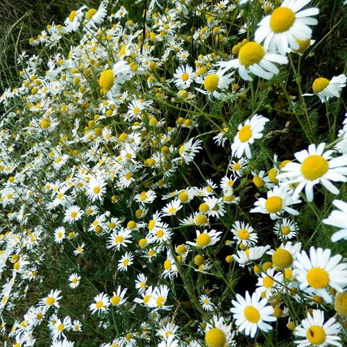 Reukeloze kamilleop RikenMon's Natuurgids