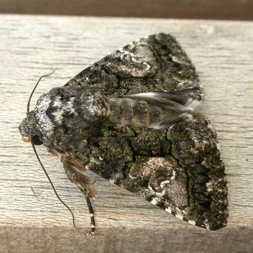 Aedia leucomelas [L.]на Nature-Guide RikenMon в