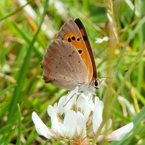 Mariposa manto bicolorEn la Guía-Naturaleza de RikenMon