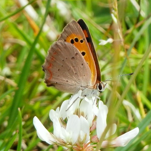 Lycaena phlaeas [L.]在RikenMon的自然指南