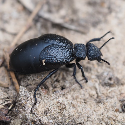 Schwarzblauer ÖlkäferAuf RikenMons Nature-Guide