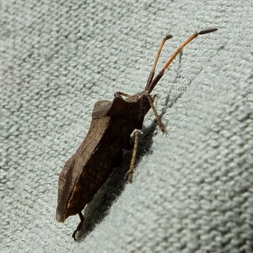 Coreus marginatus [L.]Em Nature-Guide de RikenMon