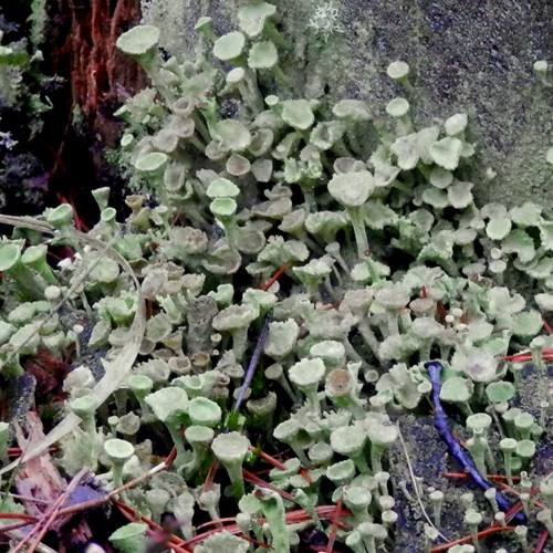 Cladonia fimbriata [L.]Sur le Nature-Guide de RikenMon