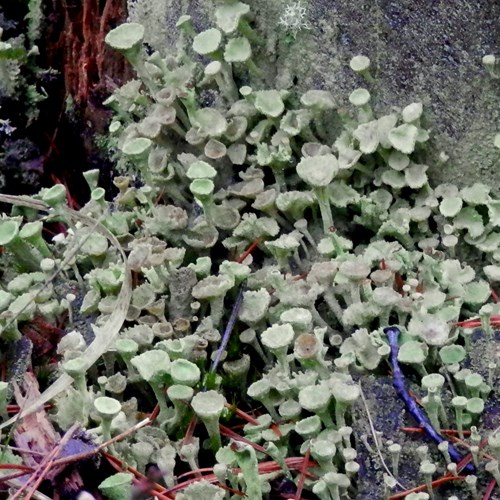 Cladonia fimbriata [L.]在RikenMon的自然指南