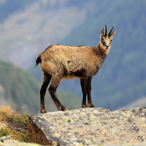 RebecoEn la Guía-Naturaleza de RikenMon