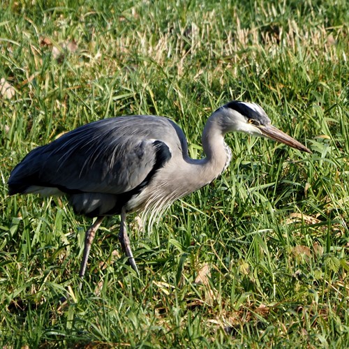 Blauwe reigerop RikenMon's Natuurgids