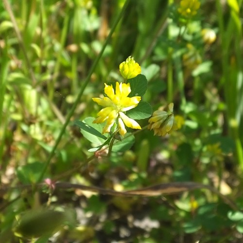 Trifolium dubium  [L.]su guida naturalistica di RikenMon