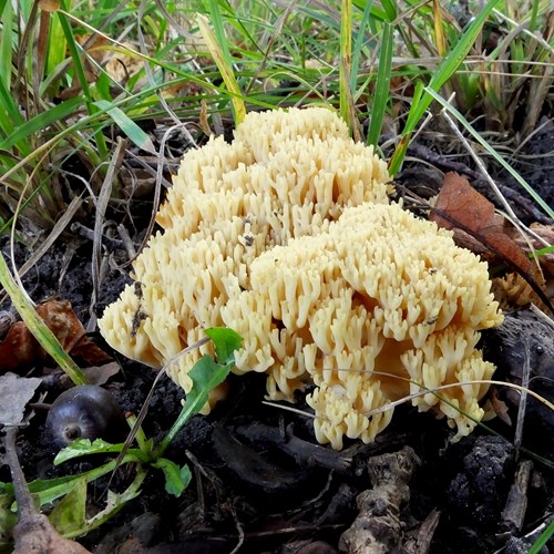 Ramaria aurea [L.]Sur le Nature-Guide de RikenMon