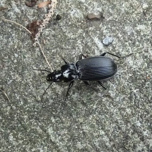 Pterostichus nigrita [L.]En la Guía-Naturaleza de RikenMon