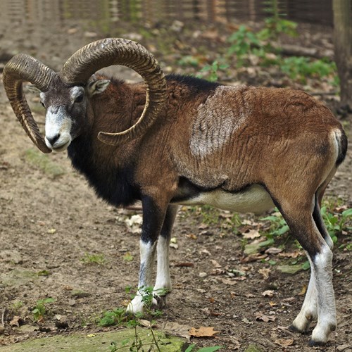 Ovis orientalis [L.]En la Guía-Naturaleza de RikenMon