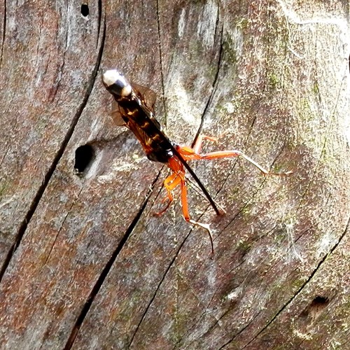 Dolichomitus imperator [L.]su guida naturalistica di RikenMon