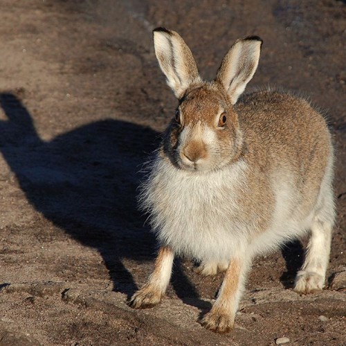 Lepre biancasu guida naturalistica di RikenMon