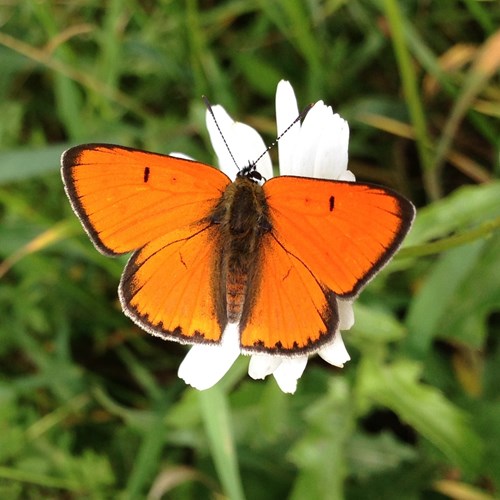 Lycaena dispar [L.]Em Nature-Guide de RikenMon