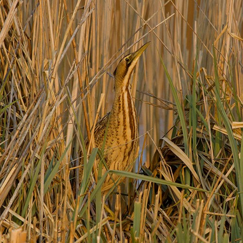 Butor étoiléSur le Nature-Guide de RikenMon