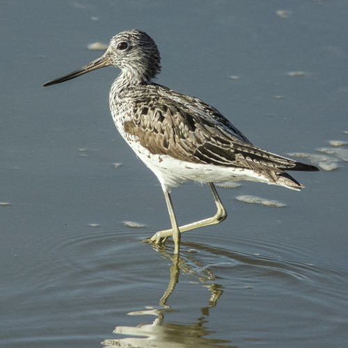 Pantana comunesu guida naturalistica di RikenMon