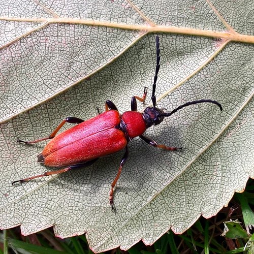 Stictoleptura rubra [L.]En la Guía-Naturaleza de RikenMon