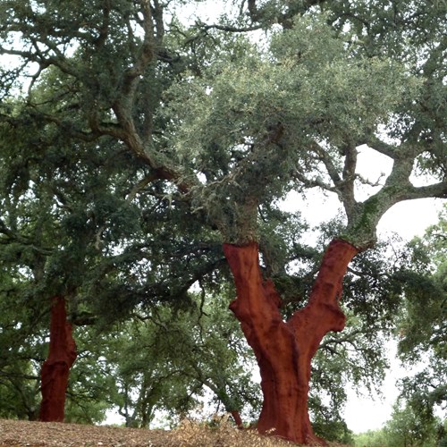 Alcornoque mediterráneoEn la Guía-Naturaleza de RikenMon