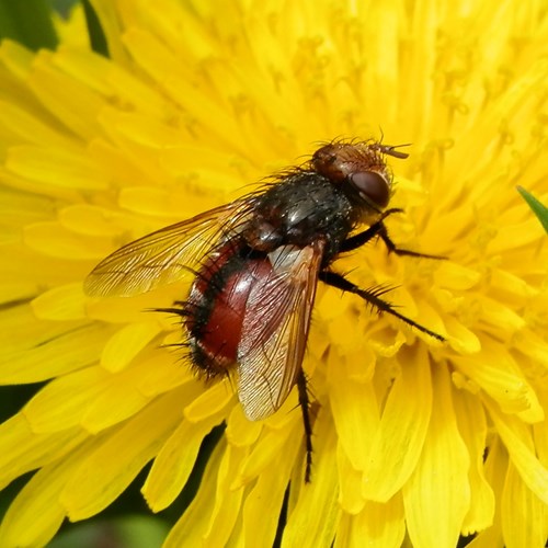 Tachina fera [L.]Em Nature-Guide de RikenMon