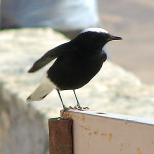 White-crowned wheatearon RikenMon's Nature-Guide