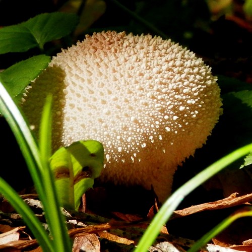 Lycoperdon perlatum [L.]在RikenMon的自然指南