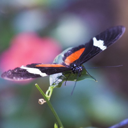 Heliconius clysonymus [L.]Auf RikenMons Nature-Guide