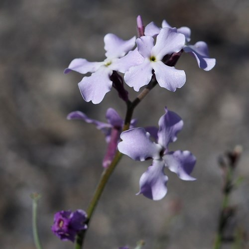 Matthiola sinuata [L.]En la Guía-Naturaleza de RikenMon