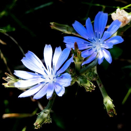 Cicoria comunesu guida naturalistica di RikenMon