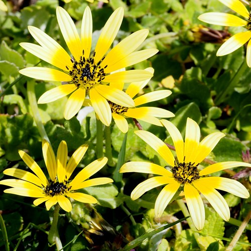 Arctotheca caléndula [L.]En la Guía-Naturaleza de RikenMon