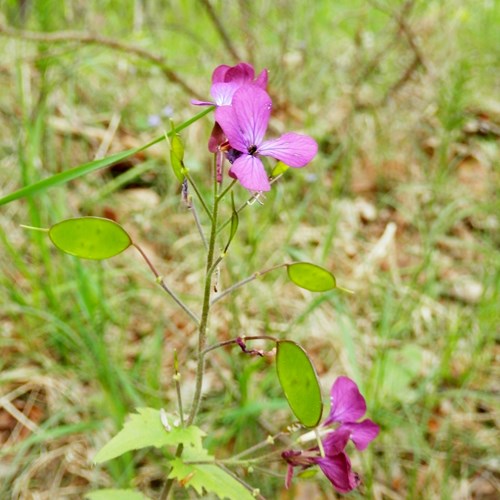 Lunaria annua [L.]su guida naturalistica di RikenMon