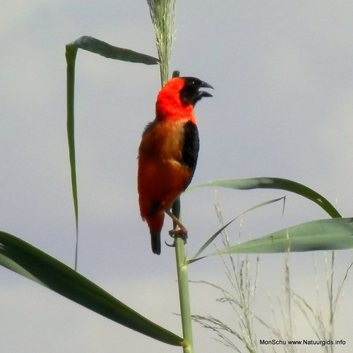 Southern red bishopon RikenMon's Nature-Guide