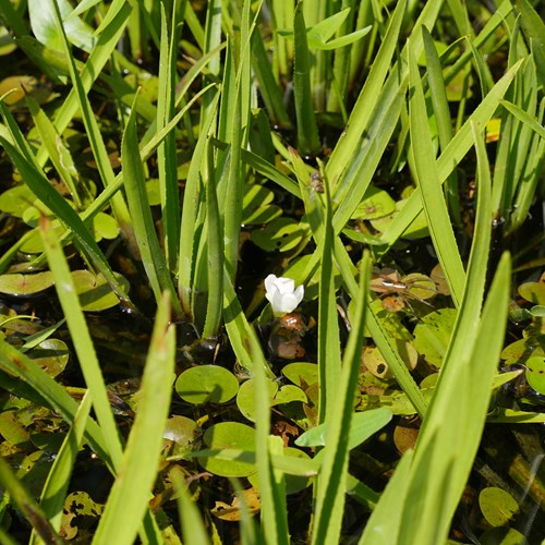 Stratiotes aloides [L.]En la Guía-Naturaleza de RikenMon