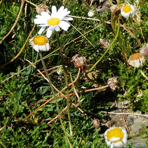 Leucanthemopsis alpina [L.]En la Guía-Naturaleza de RikenMon