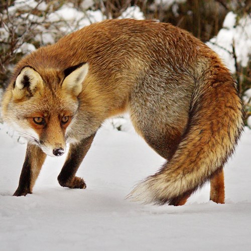 赤狐在RikenMon的自然指南