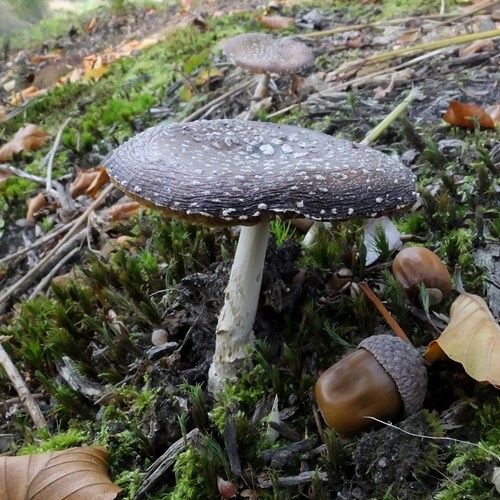 Amanita pantherina [L.]Em Nature-Guide de RikenMon