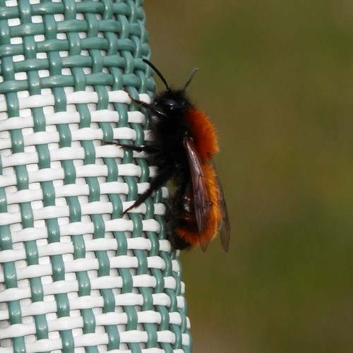 Andrena fulva [L.]En la Guía-Naturaleza de RikenMon