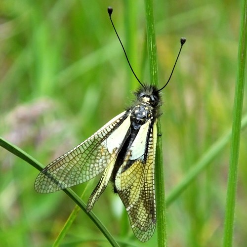 Ascalaphus libelluloides [L.]на Nature-Guide RikenMon в