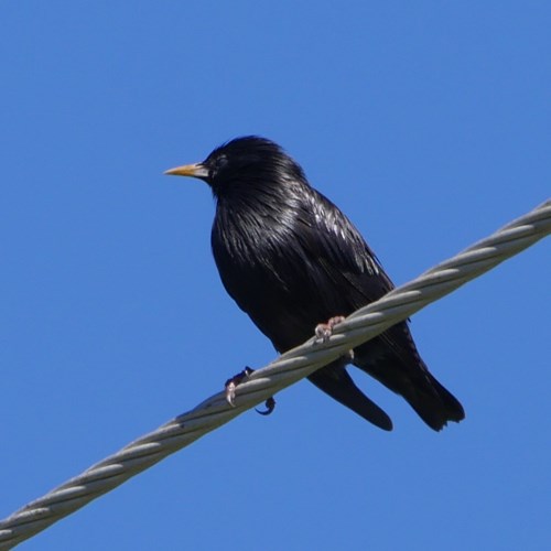 Zwarte spreeuwop RikenMon's Natuurgids