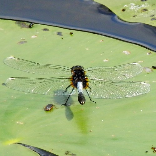 Leucorrhinia caudalis [L.]su guida naturalistica di RikenMon