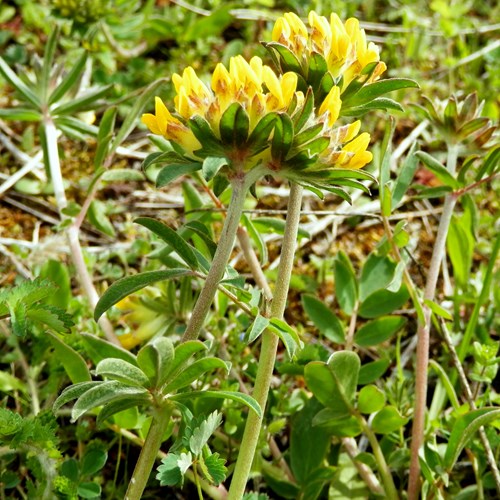 Anthyllis vulneraria [L.]在RikenMon的自然指南