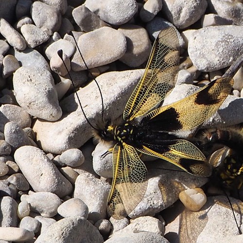 Libelloides longicornis [L.]su guida naturalistica di RikenMon