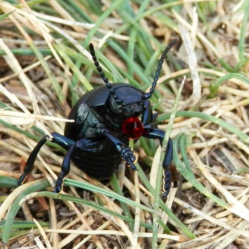 Timarcha tenebricosa [L.]Em Nature-Guide de RikenMon