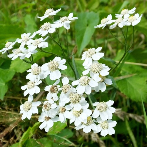 Achillea ptarmica [L.]su guida naturalistica di RikenMon