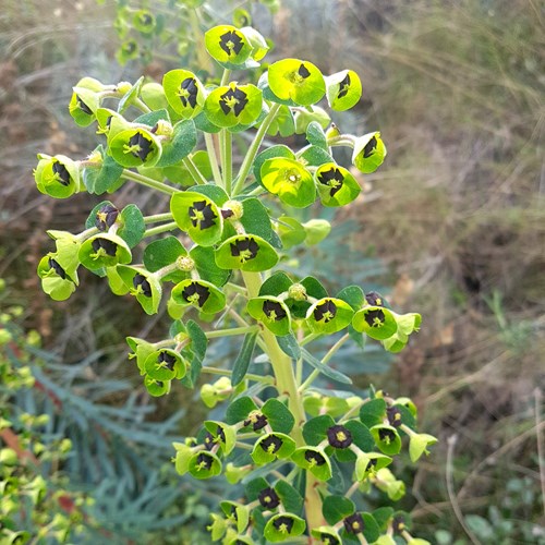 Euphorbia characias [L.]Em Nature-Guide de RikenMon