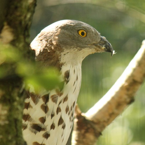 Falco pecchiaiolosu guida naturalistica di RikenMon