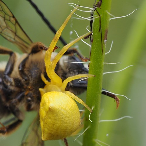 Thomisus onustus [L.]Auf RikenMons Nature-Guide