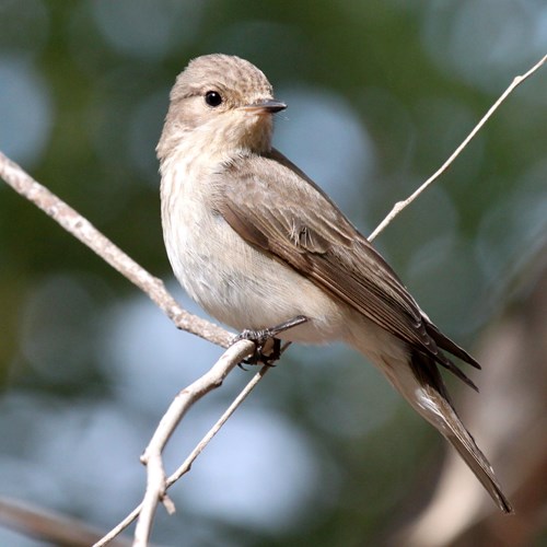 Grauwe vliegenvangerop RikenMon's Natuurgids