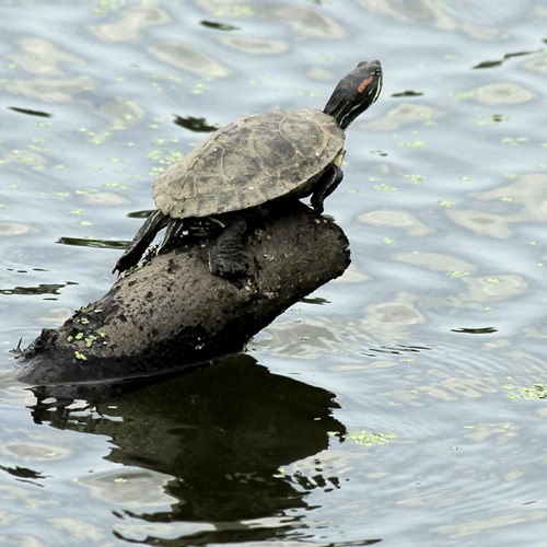 Lettersierschildpadop RikenMon's Natuurgids