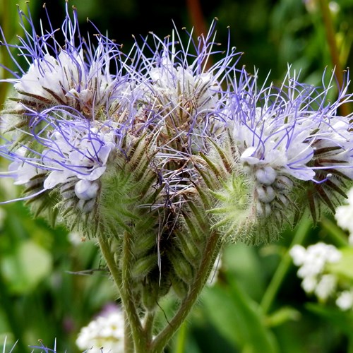 Phacelia tanacetifolia [L.]En la Guía-Naturaleza de RikenMon