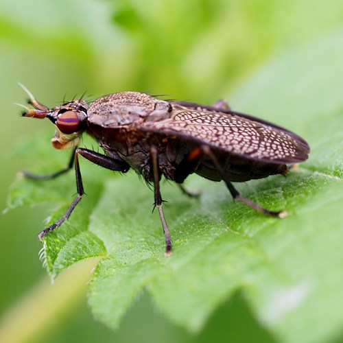 Coremacera marginata [L.]op RikenMon's Natuurgids