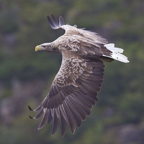 Pigargo EuropeoEn la Guía-Naturaleza de RikenMon